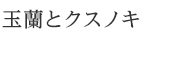 玉蘭とクスノキ